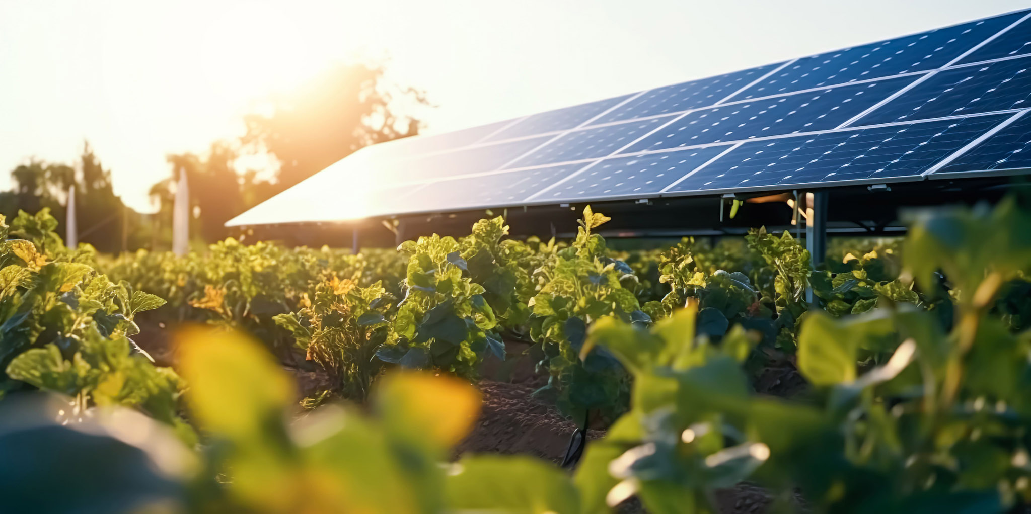 Panneaux solaires en installation au sol 